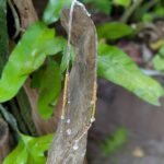 Collier double rang en calcite jaune